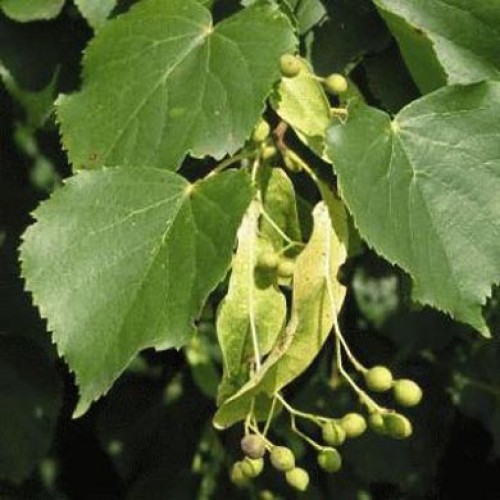 Small-Leaved Lime 40/60cm Bare Root (Tilia cordata) | ScotPlants Direct